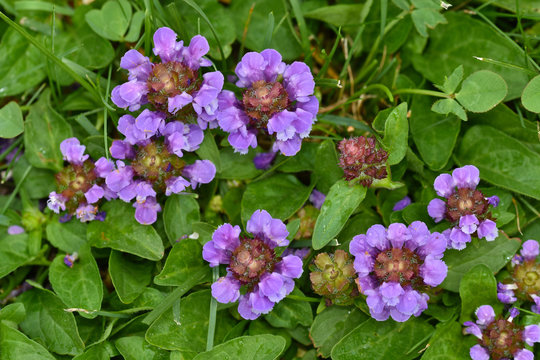 Gemeine Braunelle, Prunella vulgaris