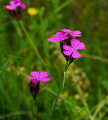 Kartäusernelke, Dianthus carthusianorum, Carthusian pink