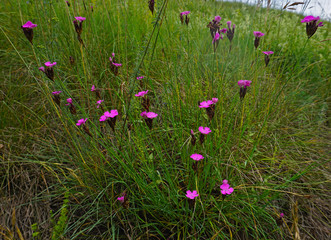 Kartäusernelke, Dianthus carthusianorum, Carthusian pink