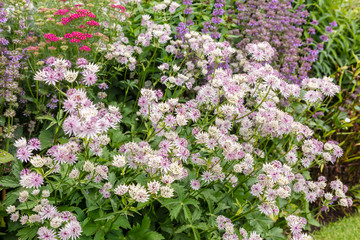 Obraz premium Profusion of pink Astrantia flowers in a herbaceous border.