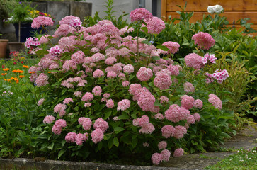 Hydrangea paniculata, Rispen-Hortensie, Panicled Hydrangea