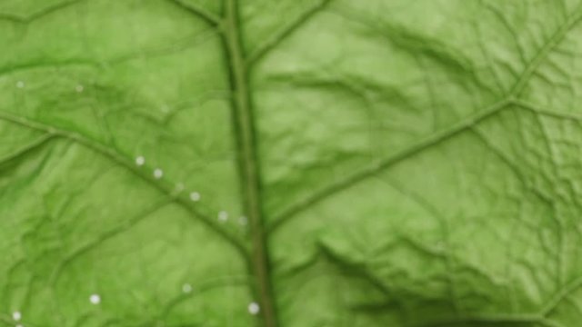 Natural background footage. Macro, close-up. Transition from blurred background to clear frame with green burdock leaf. Full HD.