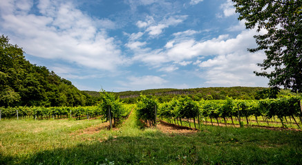 green vineyards in spring time