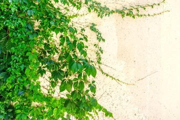 Ground ivy climbing a wall