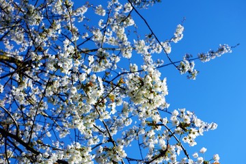 White blossom in Springtime.