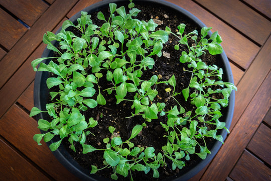 Ruccula growing in a pot