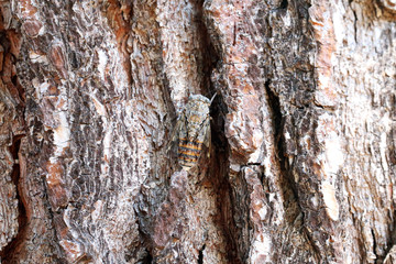 Zikade am Baum