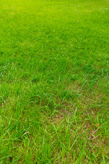 Green grass on the ground as a background