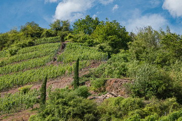 Fototapeta na wymiar Weinberge an der Mosel, Vineyards on the Moselle