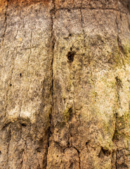 Bark on a palm tree as an abstract background