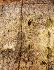Bark on a palm tree as an abstract background