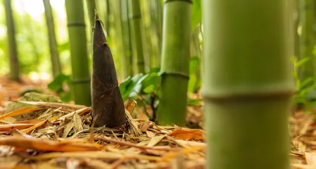Keuken spatwand met foto Jonge bamboe groeit uit de grond in het park © schankz