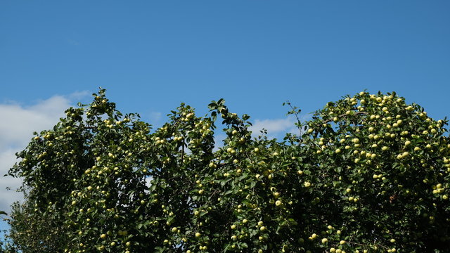 apples on the branches of an apple tree