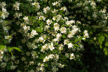 Obraz na płótnie Canvas Jasmine blooms in the garden in sunny day. fragrant white jasmine blooms on bush in summer.