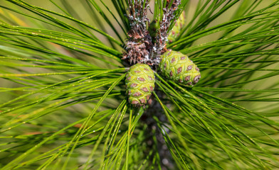 Cones on coniferous tree branches