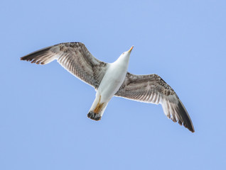 Seagull flying in the blue sky