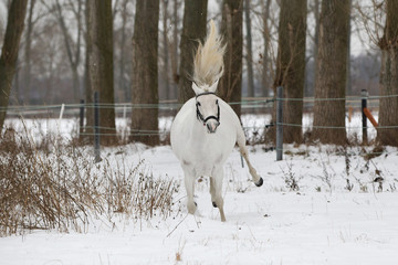 Reitponys im Schnee
