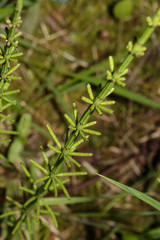 Junger Schachtelhalm im Frühling, Equisetum fluviatile