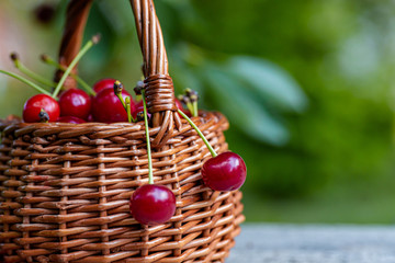 Two cherries are hanging on a basket full of berries. Wicker basket full of red ripe cherry berries on garden wooden table.. Cherries with leaves and cuttings collected from the tree.