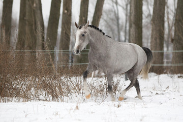 Reitponys im Schnee