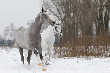 Reitponys im Schnee