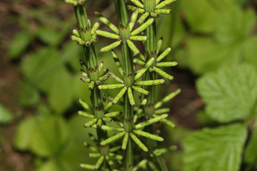 Junger Schachtelhalm im Frühling, Equisetum fluviatile