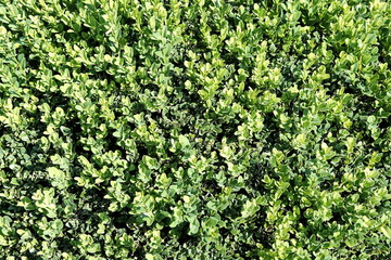 Grüner Buchsbaum im Sommer bei Sonnenschein in einem großen Garten in Wettenberg...