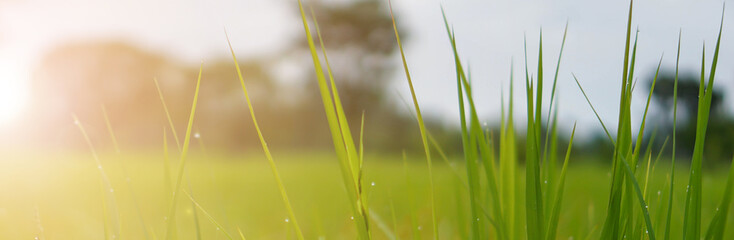 Benner size,Green rice plant pattern background
