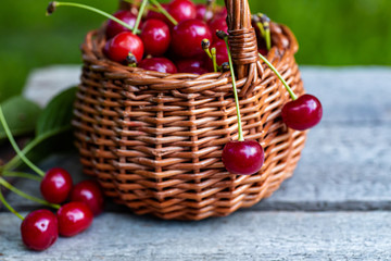 Two cherries are hanging on a basket full of berries. Wicker basket full of red ripe cherry berries on garden wooden table.. Cherries with leaves and cuttings collected from the tree.
