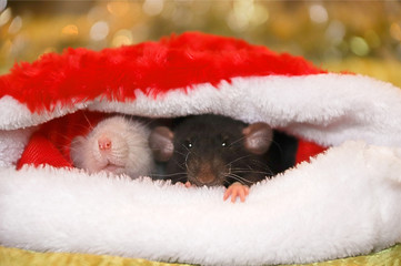 two rats sits in a Santa Claus hat. Symbol of the Chinese New Year 2020. Horoscope. Dumbo rat - 281463584