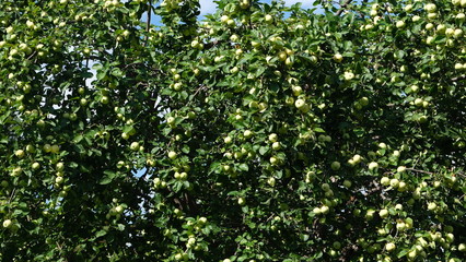 apples on the branches of an apple tree