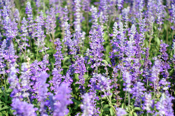 Obraz premium closeup beautiful fernleaf lavender flower. Blooming in garden. Lavandula pinnata