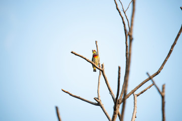 Coppersmith barbet