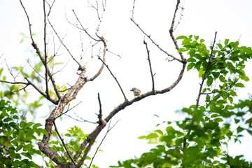 branch with green leaves