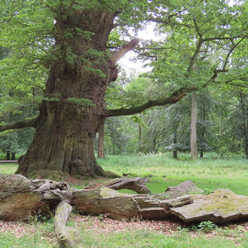 very old oak trees in a park in mecklenburg-western pomerania at "stavenhagen" "ivenacker eichen"