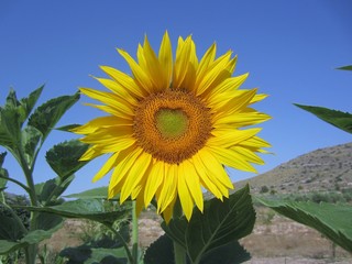 sunflower with heart