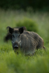 Female Wild boar (Sus scrofa)