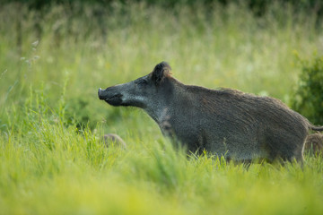 Female Wild boar (Sus scrofa)