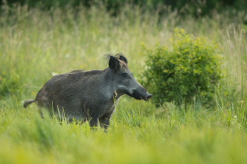 Female Wild boar (Sus scrofa)