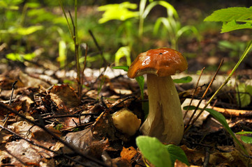 White mushroom in the forest close-up