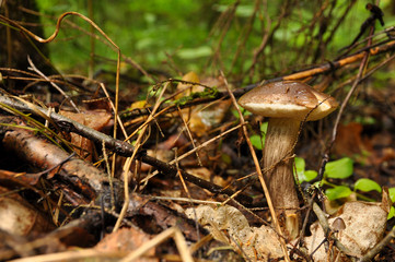 Edible mushroom close-up. Forest, nature, boletus