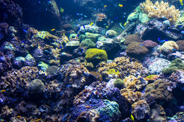 Naklejka na ściany i meble Landscape of sea reef underwater