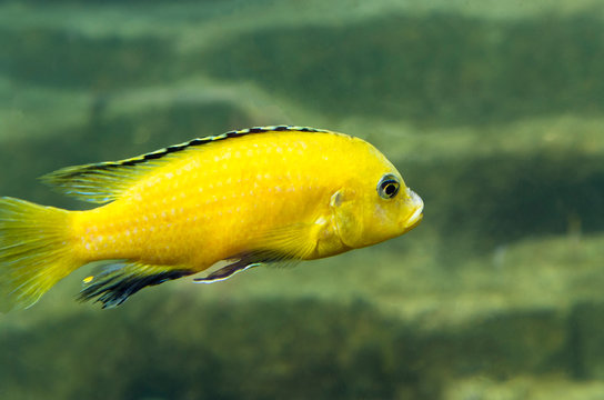 Yellow Labidochromis caeruleus fish one in the water