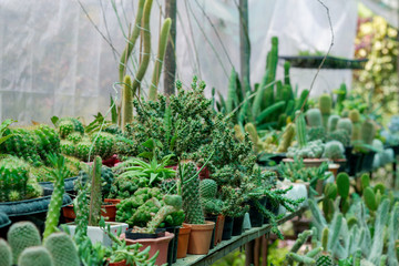 Various types beautifier cactus plants in a pots arranged in the garden.