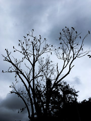 ravens at a leafless tree in rodrigo de freitas lagoon - Rio de Janeiro