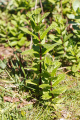 Mint plant in a vegetable garden during spring
