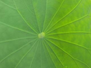 Abstract green leaf texture for background