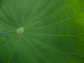 Abstract green leaf texture for background