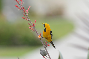 A Hooded Oriole perched on the flower stem of a Red Yucca plant