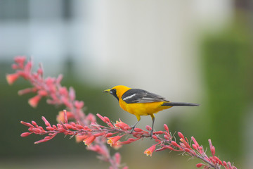 A Hooded Oriole perched on the flower stem of a Red Yucca plant